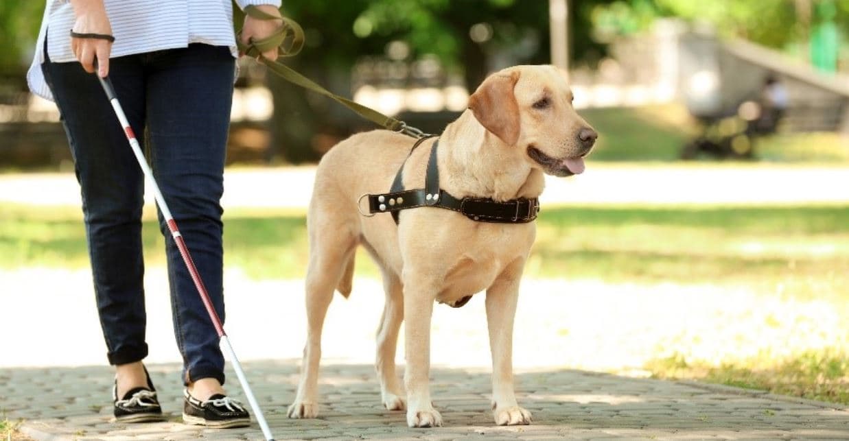 Guide action Guide dog in action