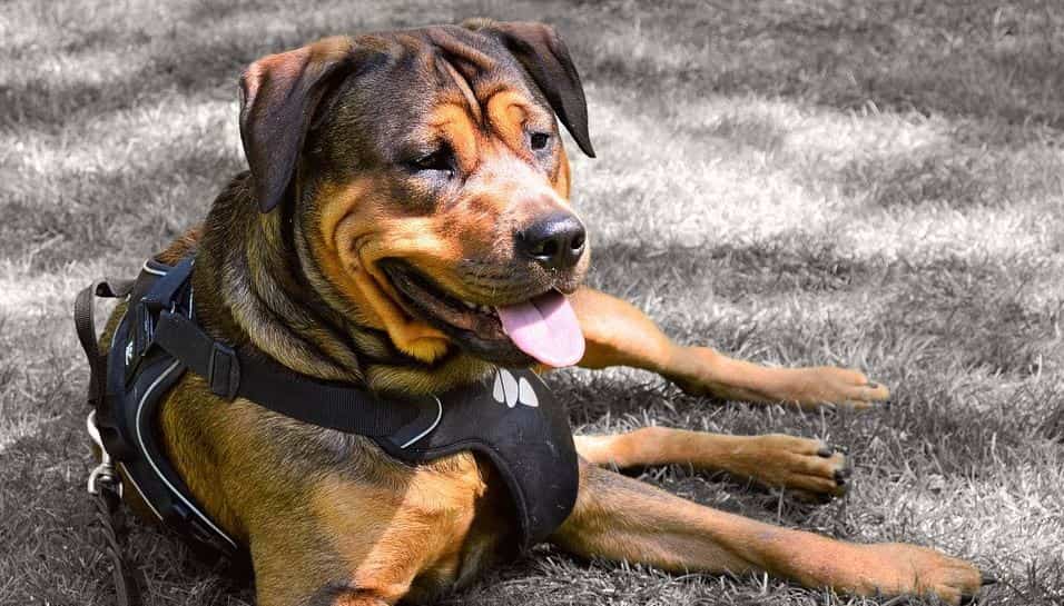 Dog sits down Harnessed dog sits down the carpet