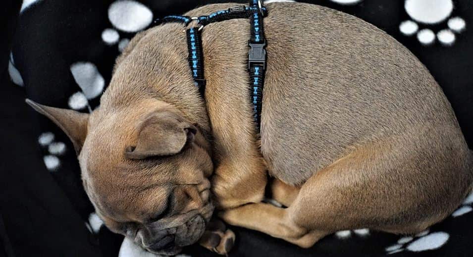 Dog sleeping Harnessed dog sleeping