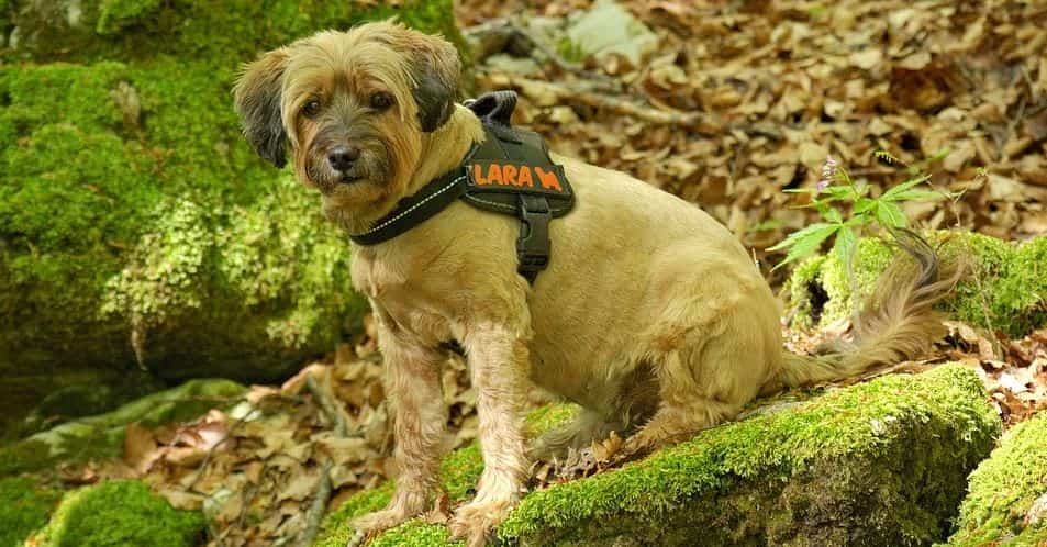 Dog in woods Harnessed dog in woods