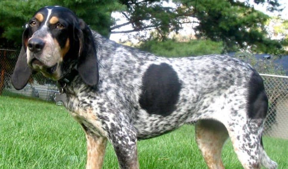 Hounds standards Hound dog breeds standards