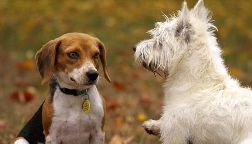 Introducing park Introducing dogs to each other at the park