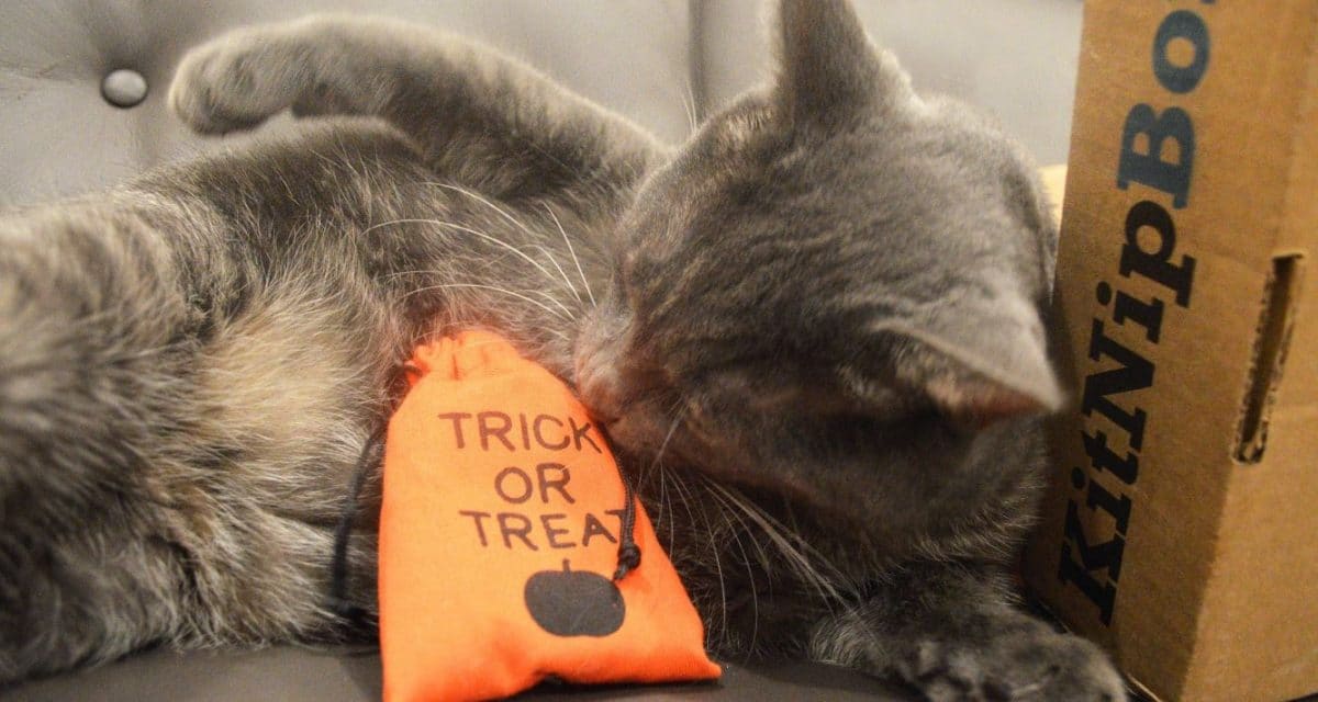 Monty Halloween Monty looks at a Treat or Treat bag