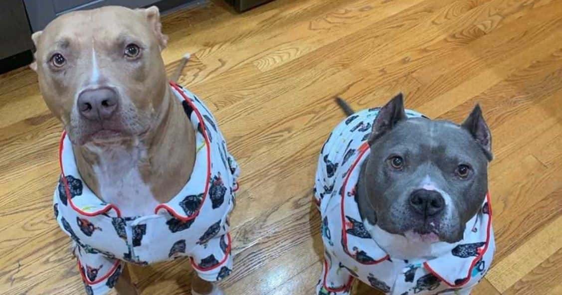 Pit Bulls pajamas Two Pit Bulls wearing pajamas