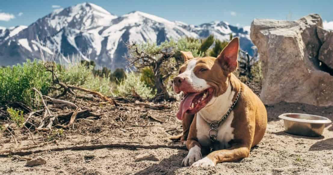 Pit Bull park Pit Bull at national park