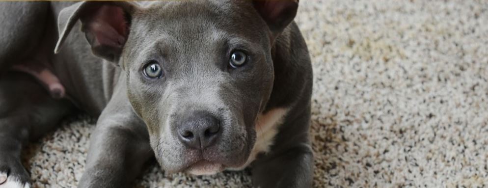 Pit Bull on floor Grey Pit Bull on floor