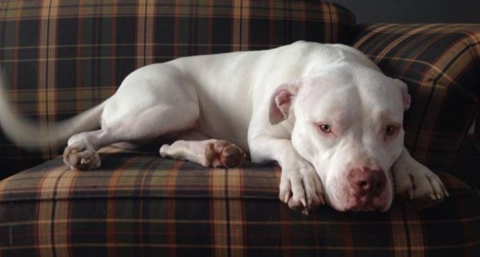 Pit Bull couch White Pit Bull on couch
