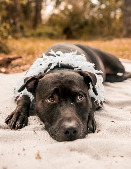 Pit Bull sand Black Pit Bull on sand