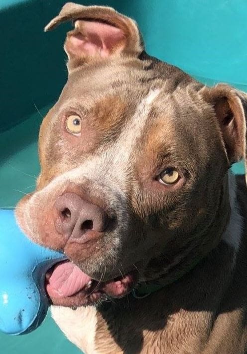 Pit Bull toy Pit Bull holds a toy