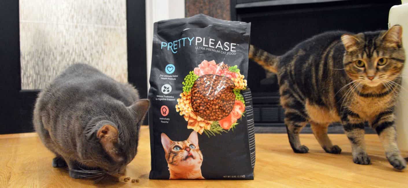 PrettyPlease Cat feeds PrettyPlease