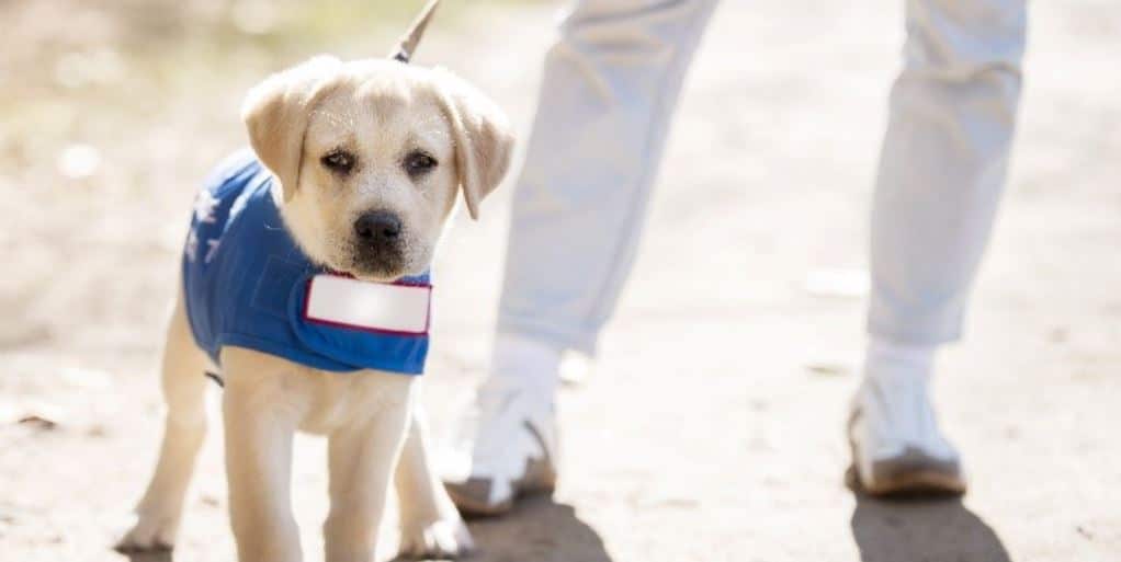 Puppy guide Puppy guide dog in training