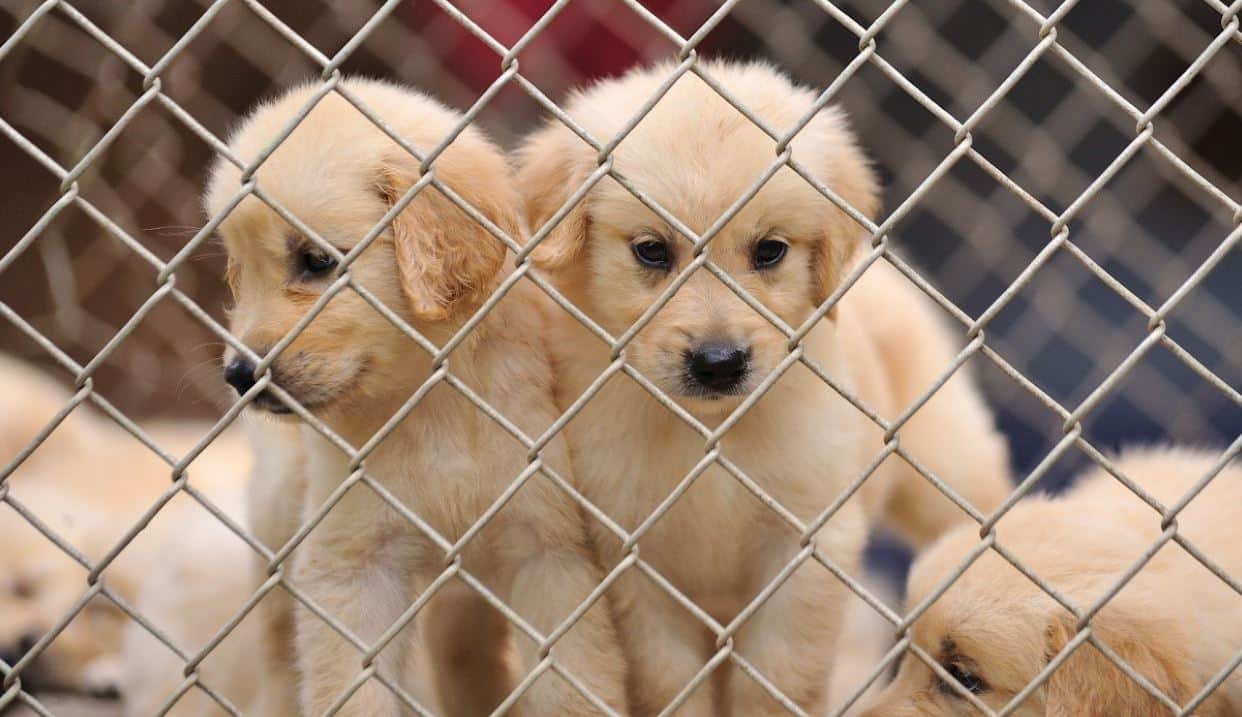 Three puppies 3 puppies in shelter