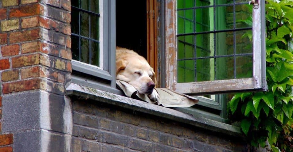 Window dog Dog sleeping by window