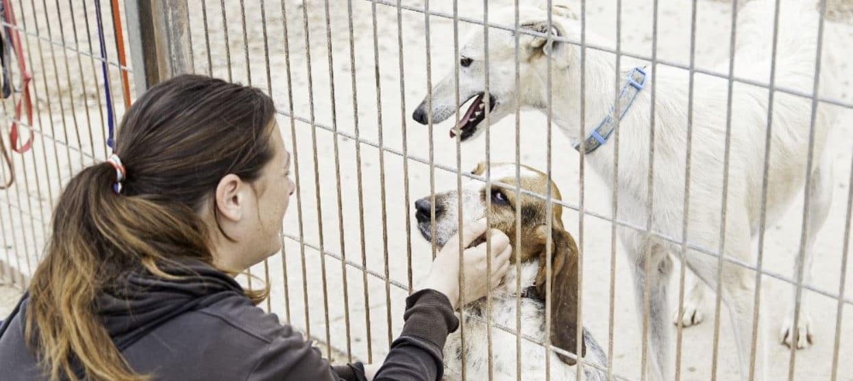 Shelter dogs and woman Woman pets shelter dogs