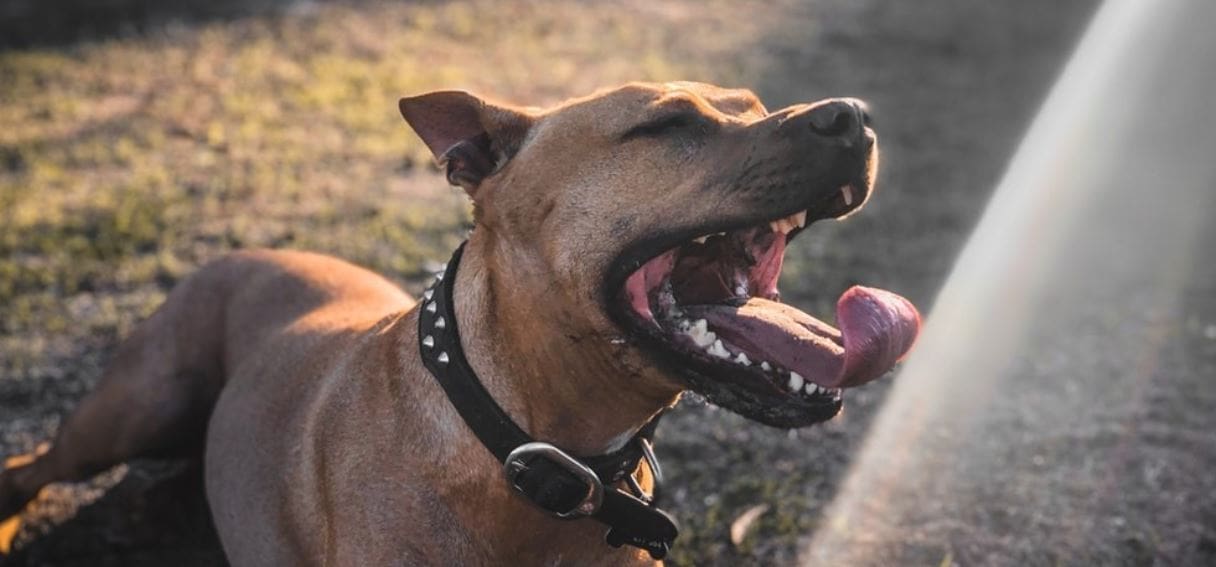 Yawn Pit Bull Pit Bull yawns