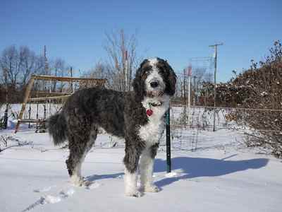 Black furry puppy New cross breed Aussiedoodles