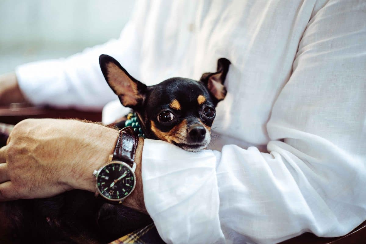 Chihuahua In Arms Chihuahua in mans arms