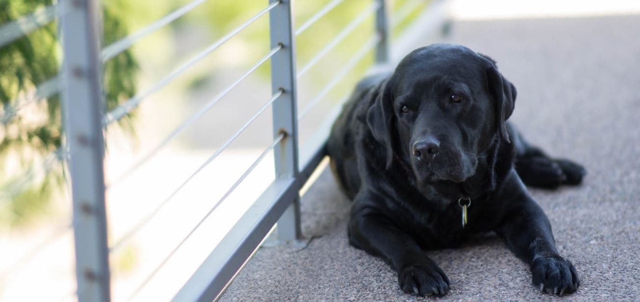 Dog balcony Black dog sits at balcony