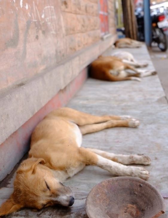Dogs street Homeless dogs sleep on the street