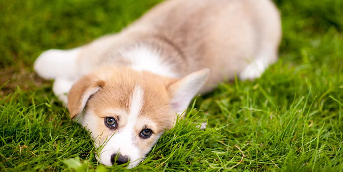 Puppy camera Puppy lying and looking at camera
