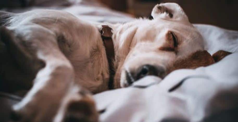 Sick dog Sick dog sleeping