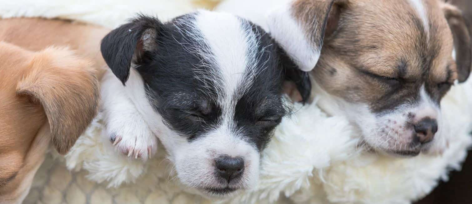 Sleeping puppies 3 puppies sleeping in a basket