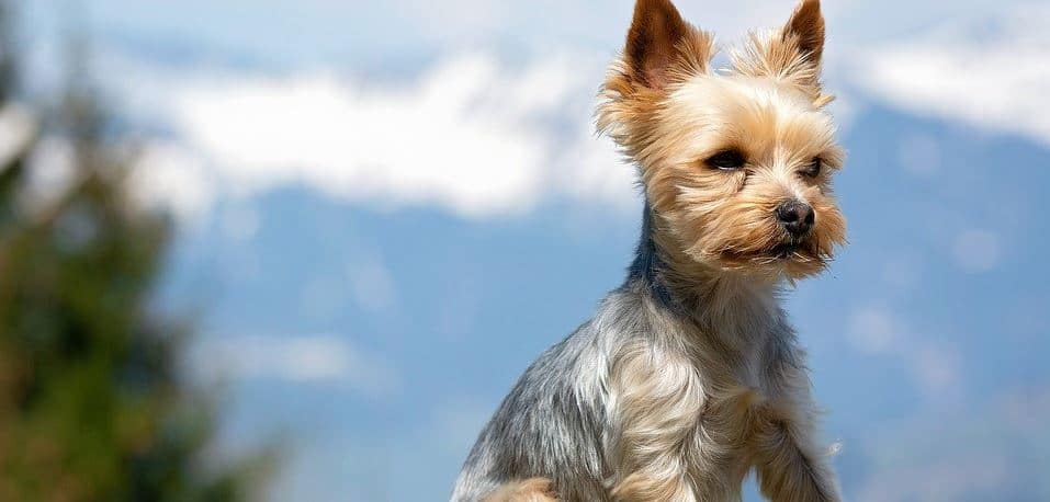 Terrier Toy Toy breed: Terrier toy