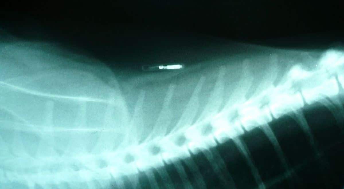X-ray vet Dog's X-ray scan