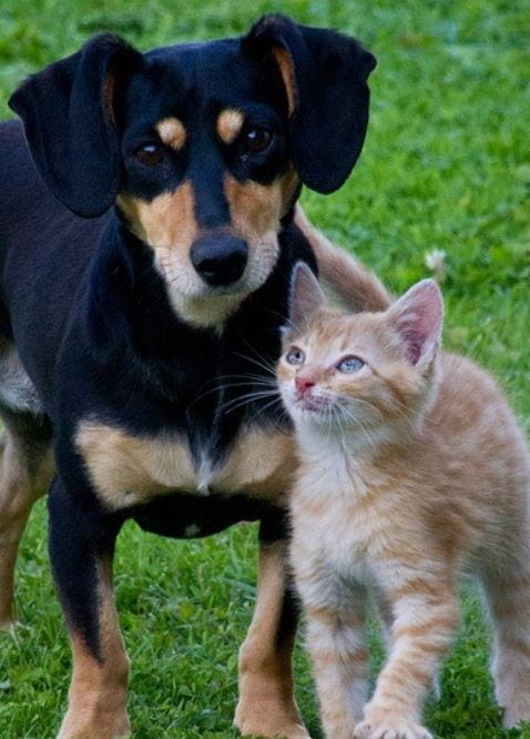Cat dog outdoor Cat dog in the outdoor park