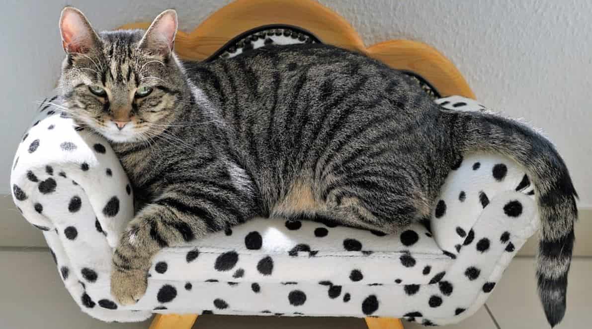 Cat sofa Cat sits on sofa
