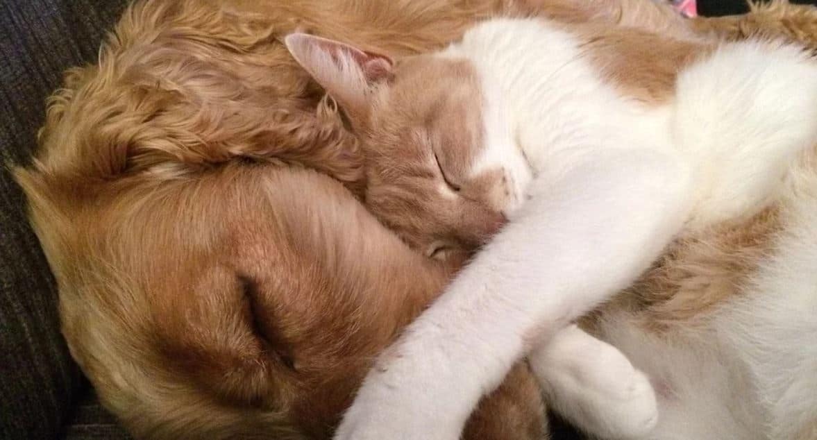 Kitty puppy sleeping Dog and cat sleep together