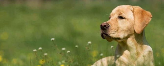 Yellow Labrador Retriever laying in field with flowers