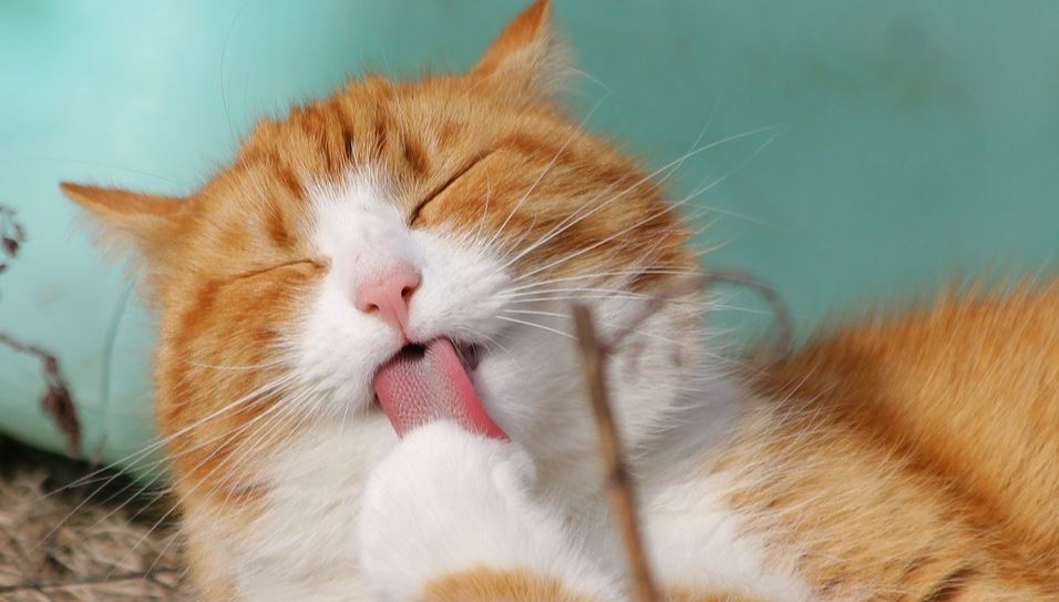 Licking Cat Cat licking paw