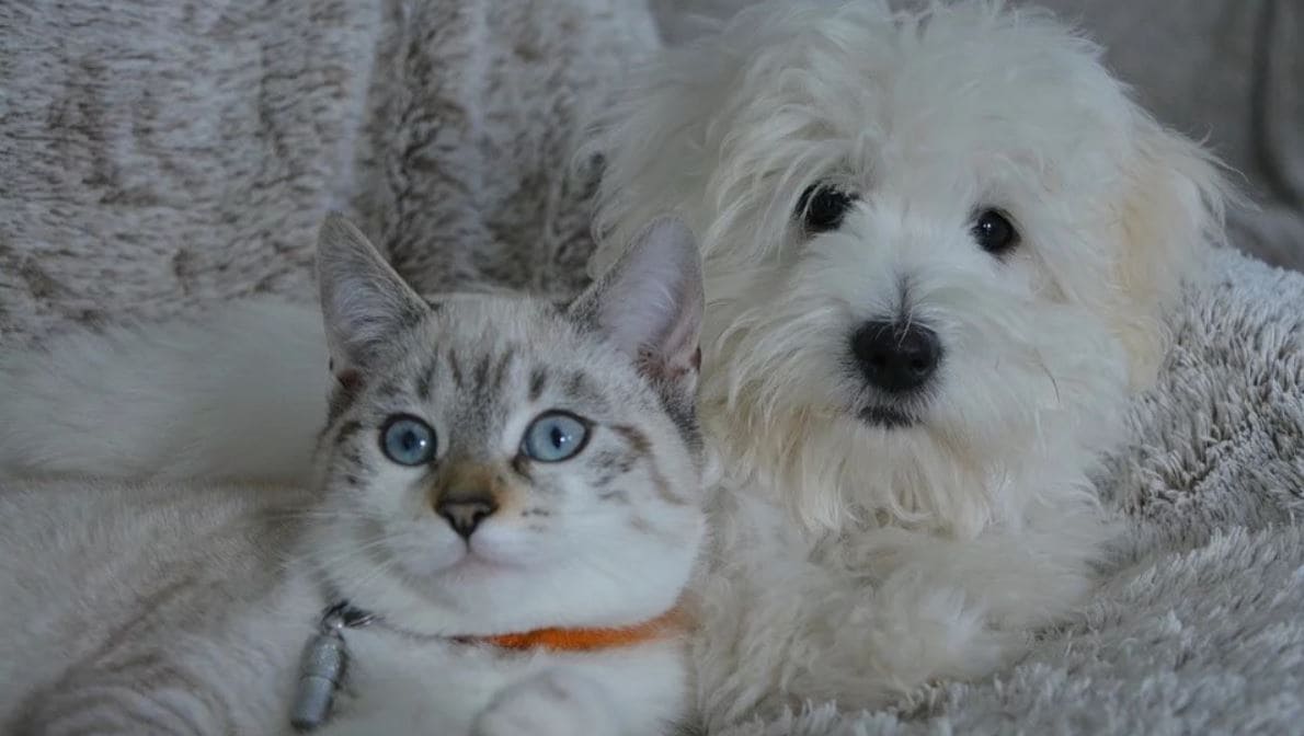 White dog cat White dog cat on the bed