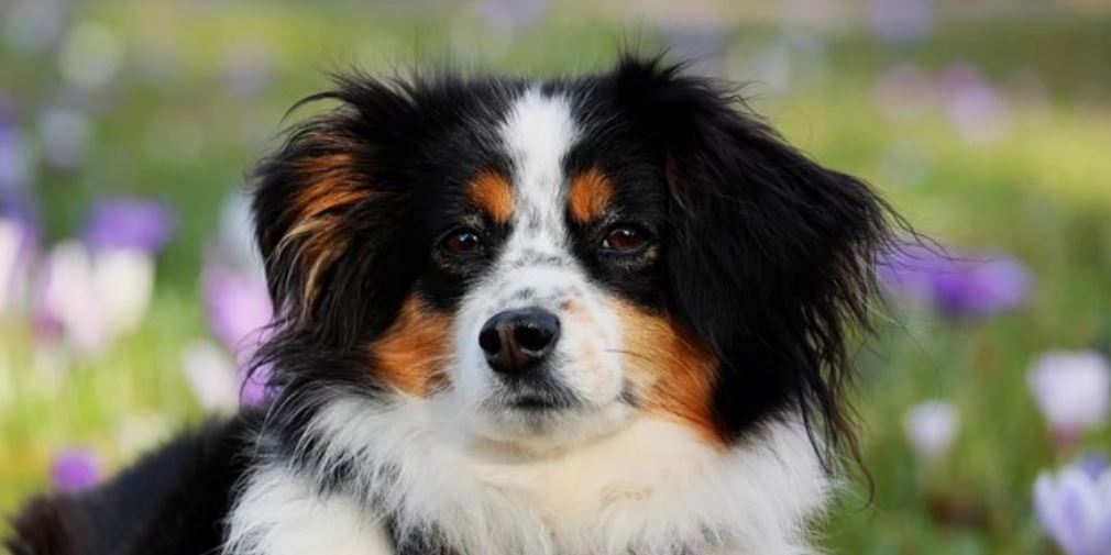Australian Shepard Australian Shepard in a garden
