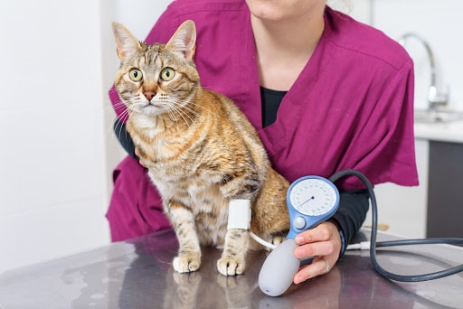 Blood pressure cat Veterinary doctor checking blood pressure of a cat