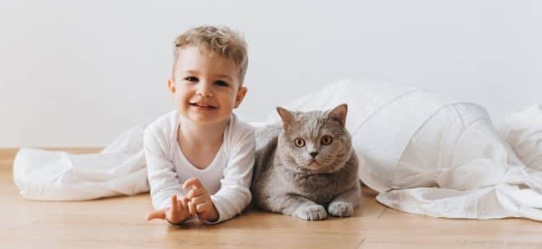 Boy cat header Boy cat in white blanket