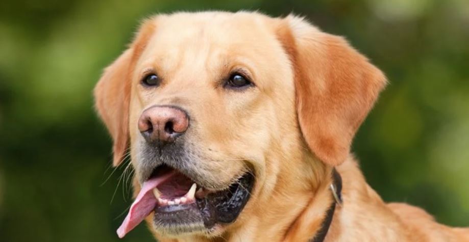 Brown lab Brown Labrador outdoor