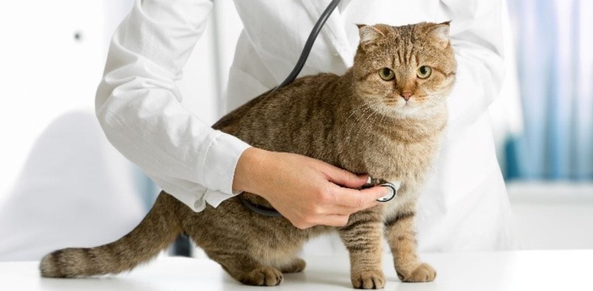 Cat exam Cat exam at vet