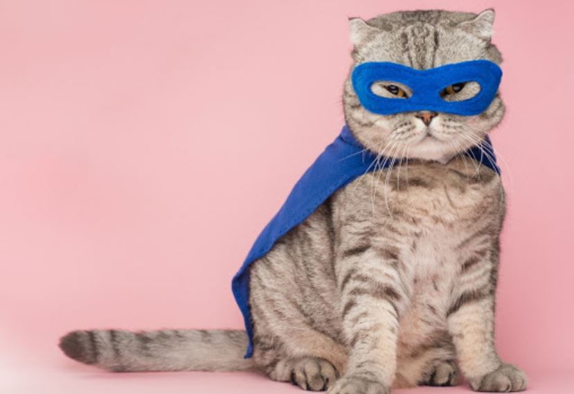 Cat hero Cat wearing super hero costume