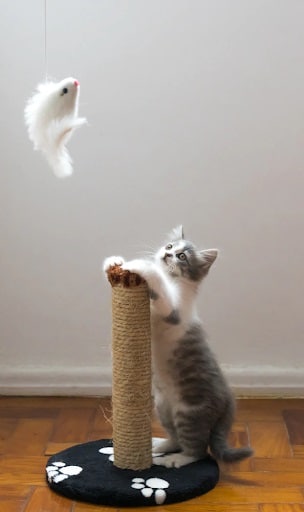 Cat tower toy Kitty plays with Cat tower toy