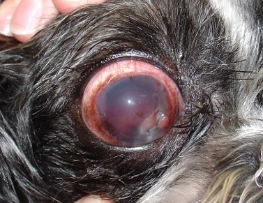 Dog eye disease Dog eye disease close look