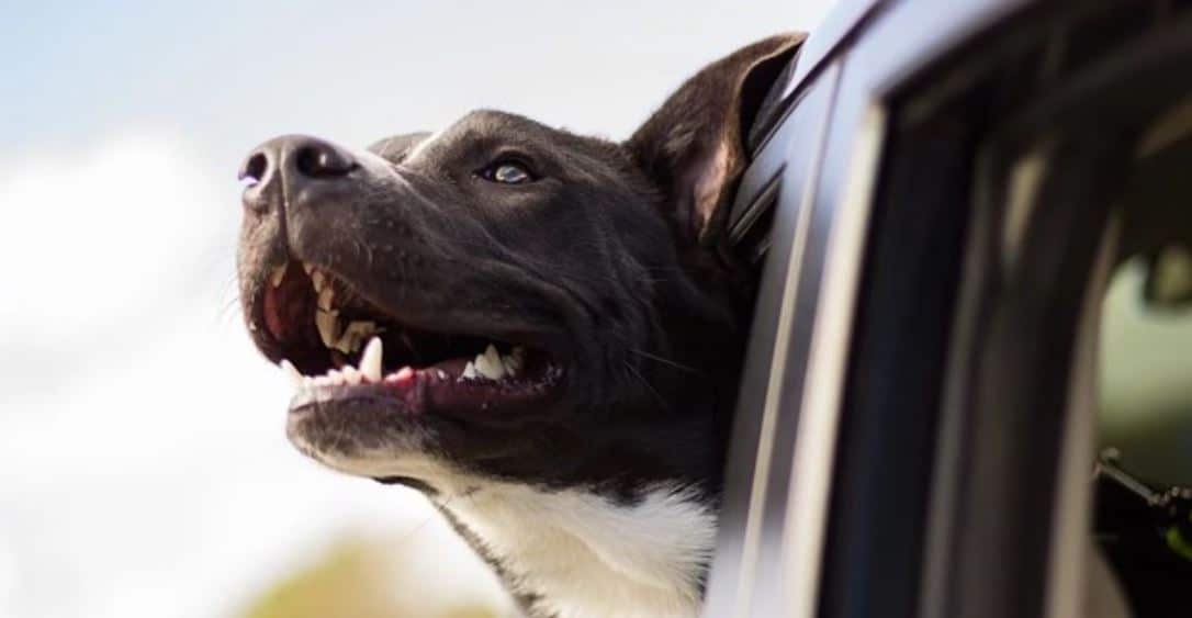 Dog happy car Happy dog in a car