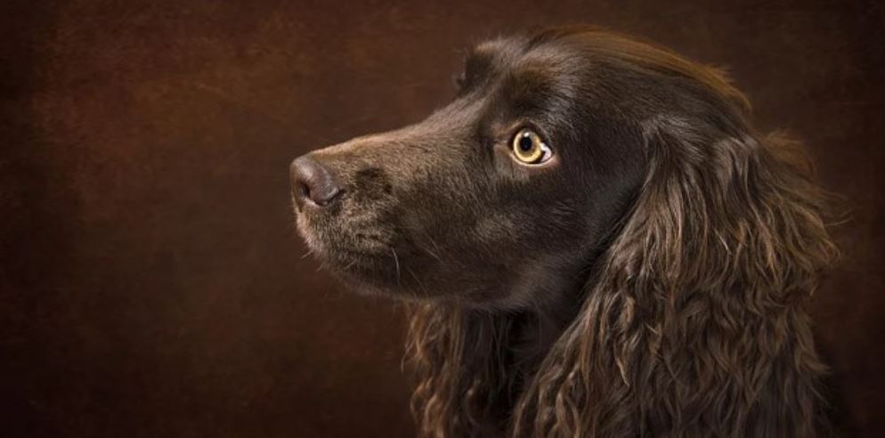 Dog portrait Black dog portrait