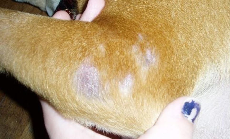 Dog skin issue Dog skin issue closeup