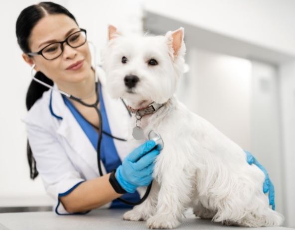 Dog vet exam Dog vet physical exam