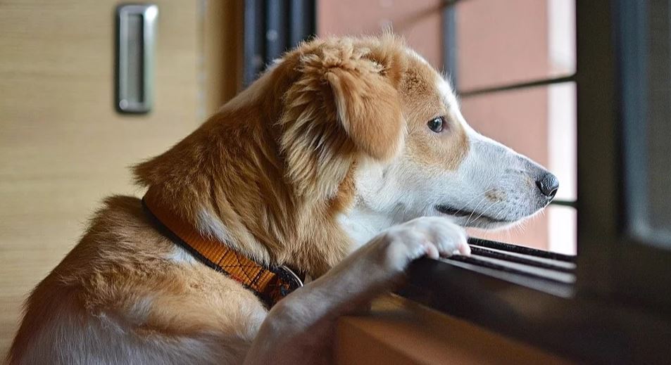 Dog window look Dog looking by the window