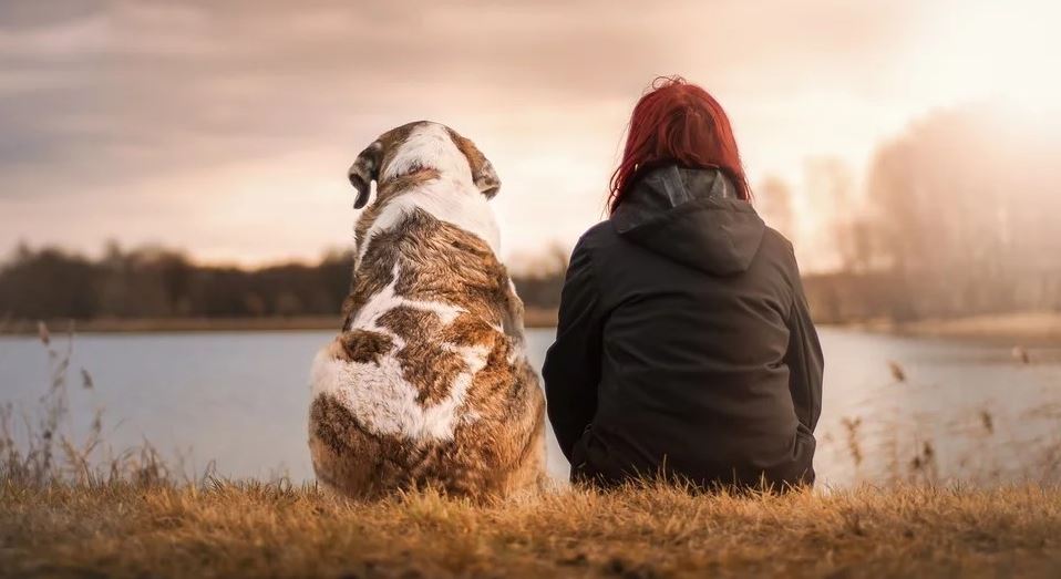 Dog woman lake Dog and woman sit by the lake