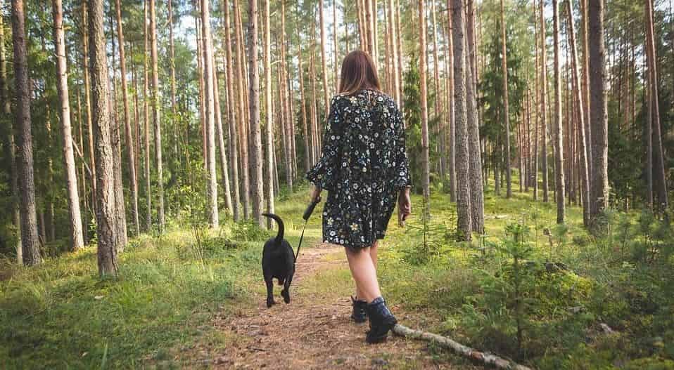 Dog woman woods Woman walks with her dog in woods