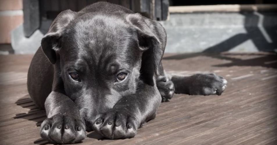 Dog wooden floor Gray puppy wooden floor